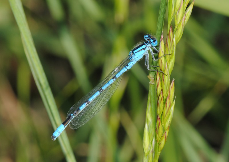 Coenagrion puella? no, Enallagma cyathigerum